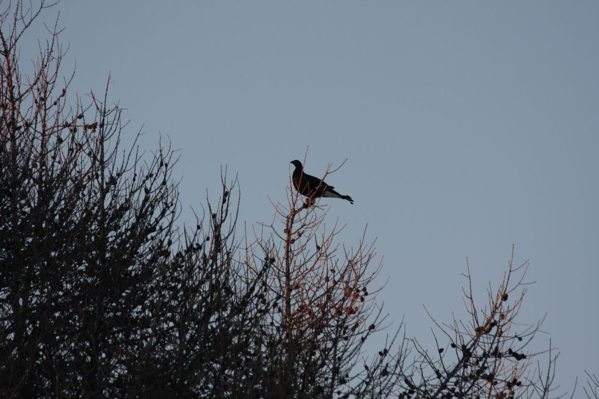 aquila reale e gallo forcello